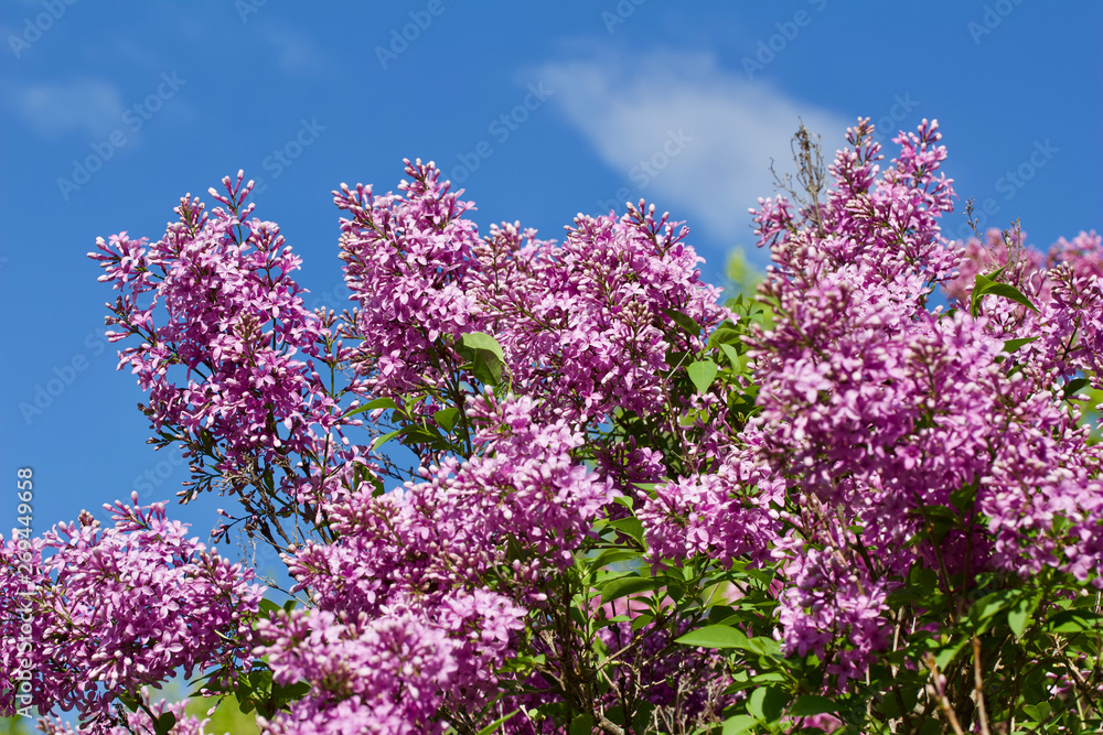 Close up view of beautiful rosy pink lilac flowers in full bloom Close up view of beautiful rosy pink lilac flowers in full bloom