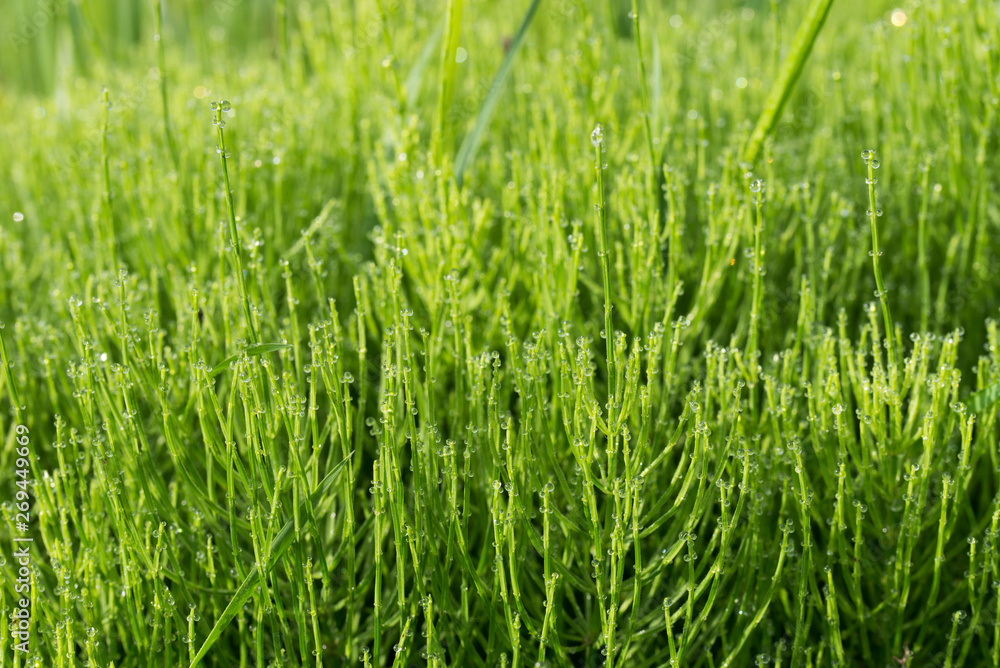 Equisetum arvense,  field horsetail, common horsetail with dew drops
