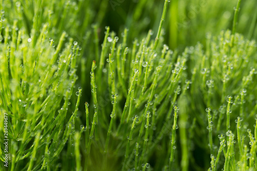 Equisetum arvense, field horsetail, common horsetail with dew drops