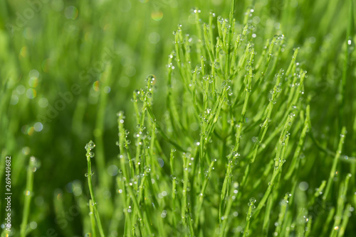 Equisetum arvense, field horsetail, common horsetail with dew drops