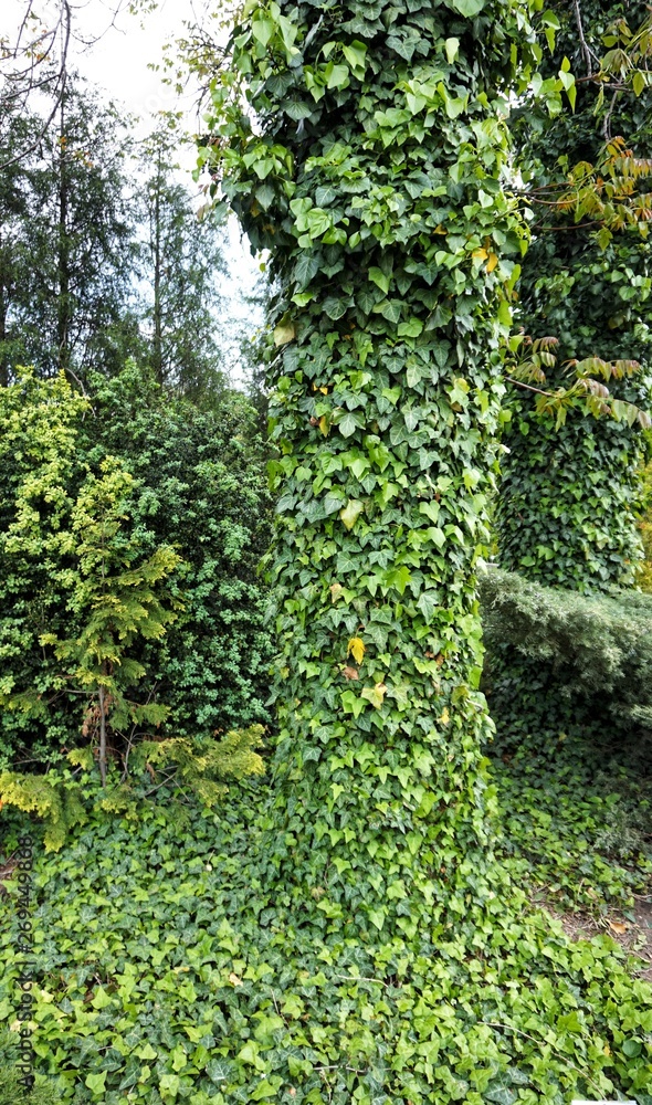 Obraz premium Green ivy has twisted the tree and the ground.