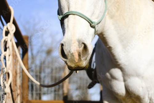 Fototapeta Naklejka Na Ścianę i Meble -  Gray mare horse in halter close up.