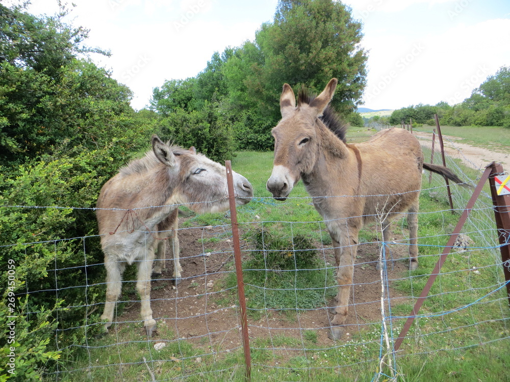 Donkeys in nature and in the heart of the forest