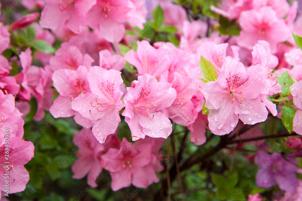Pink azalea. Beautiful flowers and buds on rhododendron bush in garden. Fresh flowers background or wallpaper. Pink azalea. Beautiful flowers and buds on rhododendron bush in garden. Fresh flowers background or wallpaper.
