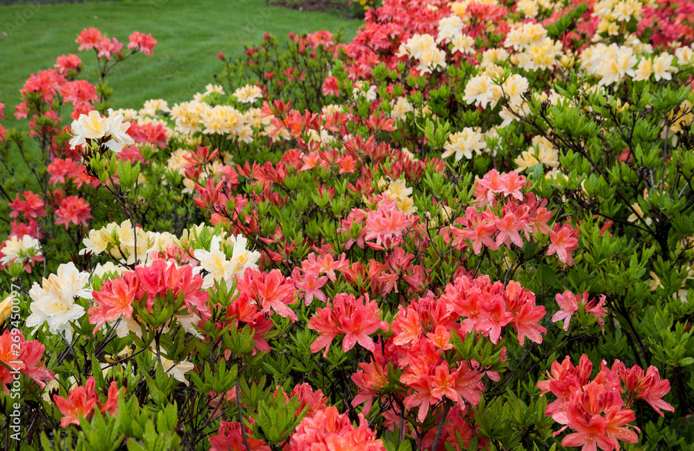 Fototapeta premium Multicolor rhododendron bushes on a lawn in the park. Azalea flowers in a garden. Beautiful flower.
