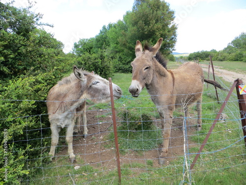 Donkeys in nature and in the heart of the forest © Ofir