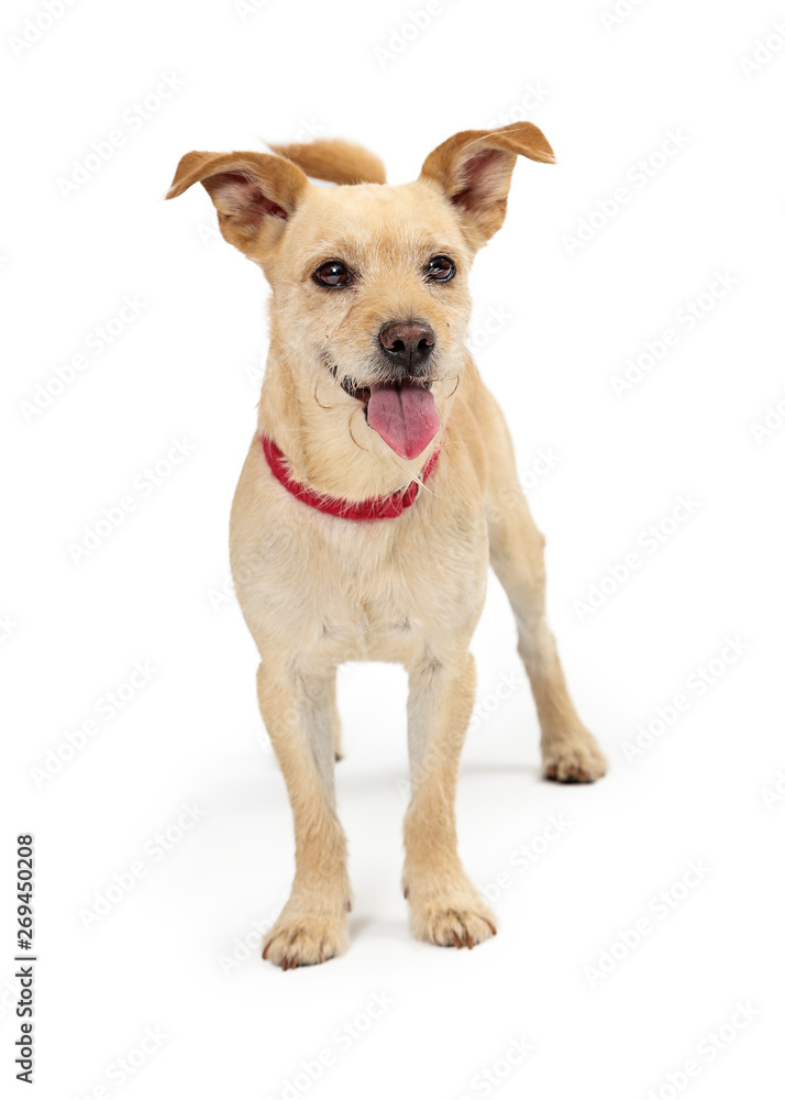 Happy smiling scruffy terrier puppy dog