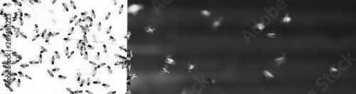 Honey bees in black and white.