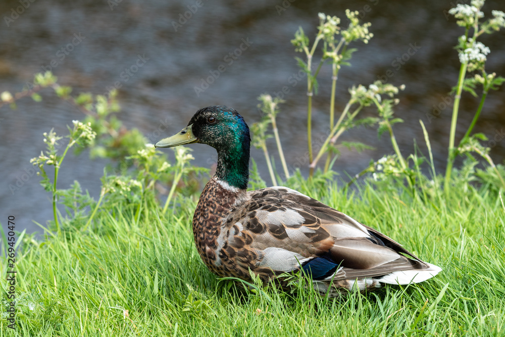 Obraz premium Adult Male Mallard Duck Resting in A Field