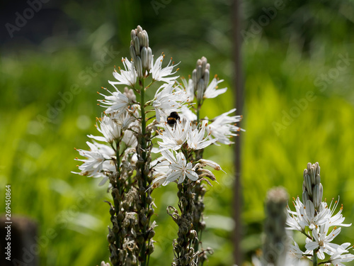 Flower of asphodelus aestivus - Summer asphodel in bloom or common asphodel photo