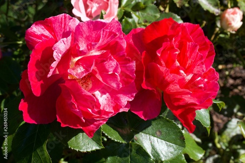 Edgar Degas Shrub rose on bush against leaves background photo