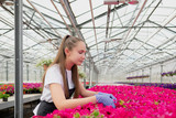 Attractive young woman florist or agronomist in work clothes and apron takes care of pink flowers in large glass greenhouse.