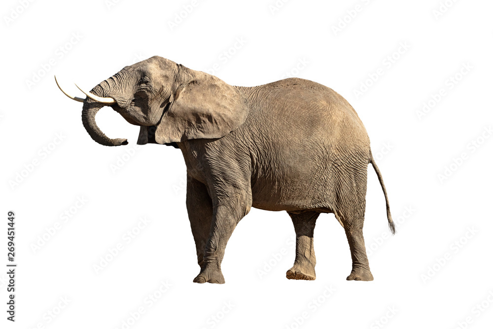 Isolated Large Elephant Head Up Big Tusks