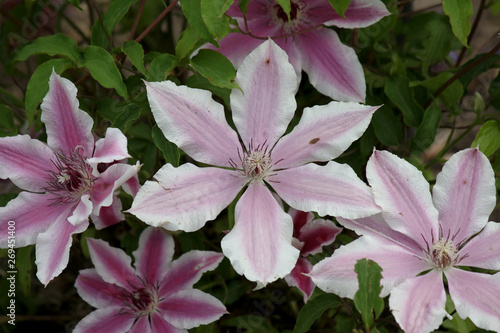 pink flowers