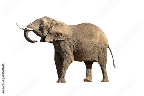 Isolated Large Elephant Head Up Big Tusks