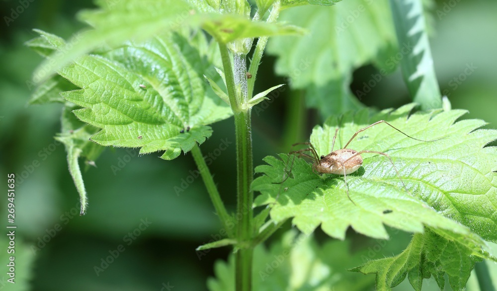 Fototapeta premium Spinne auf der Brennessel