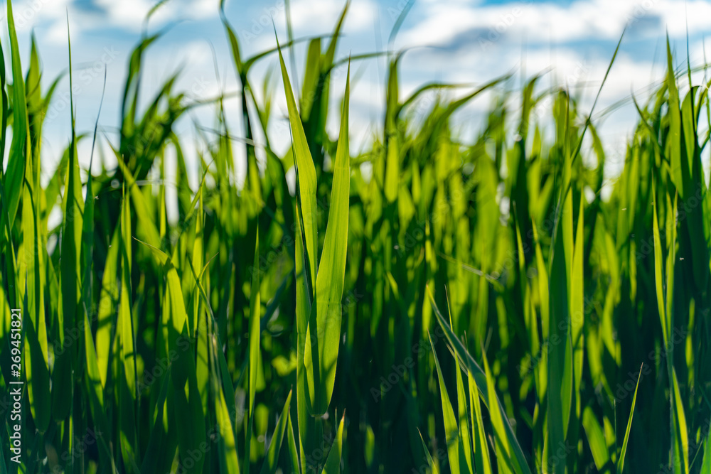Green grass on a background of blue sky close-up. selective focus