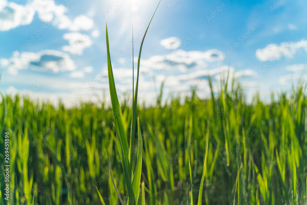 Fototapeta premium Green grass on a background of blue sky close-up. selective focus