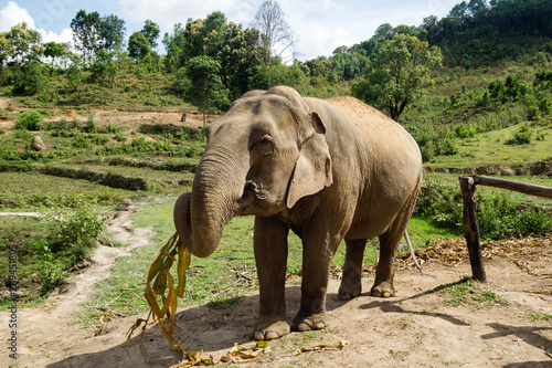 Elephant is eating dry bamboo leaves on a background of rainforest in Elephant Care Sanctuary. Chiang Mai province, Thailand.