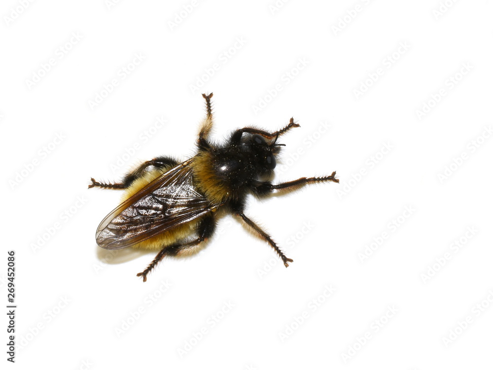 The predatory bumblebee robber fly Laphria flava isolated on white background The predatory bumblebee robber fly Laphria flava isolated on white background