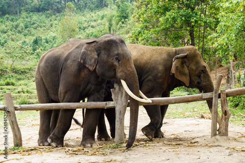 Group of adult elephants in Elephant Care Sanctuary, Chiang Mai province, Thailand.
