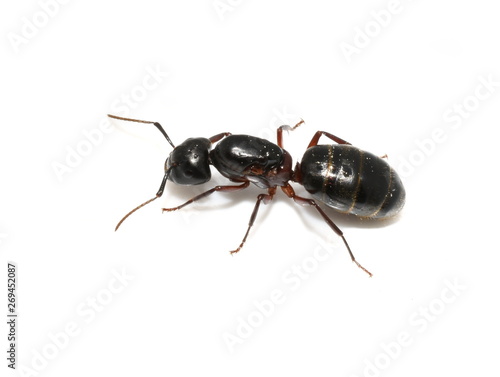Carpenter ant Camponotus sp. queen isolated on white background