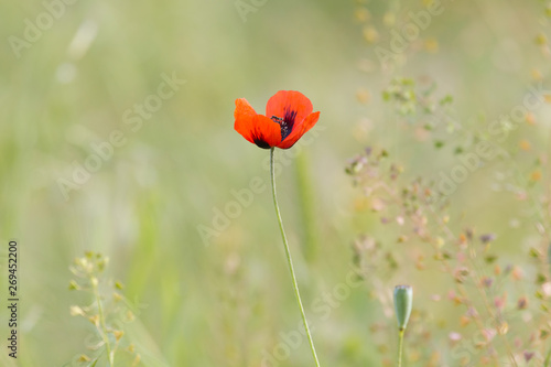 view on red poppy flower on meadow