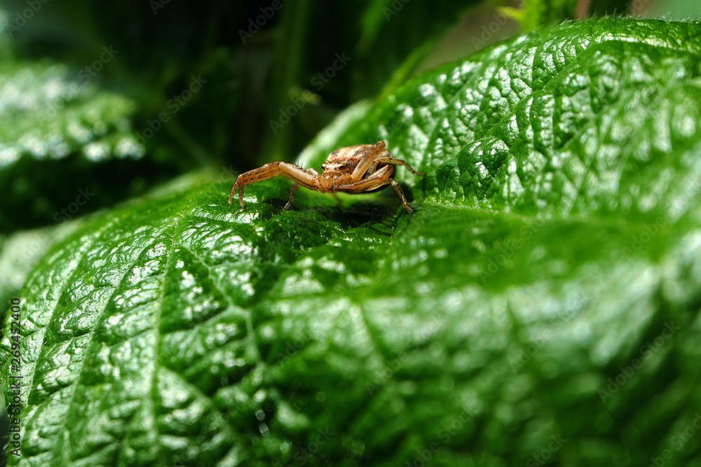 Kleine Spinne auf grünem Blatt - Stockfoto Kleine Spinne auf grünem Blatt - Stockfoto