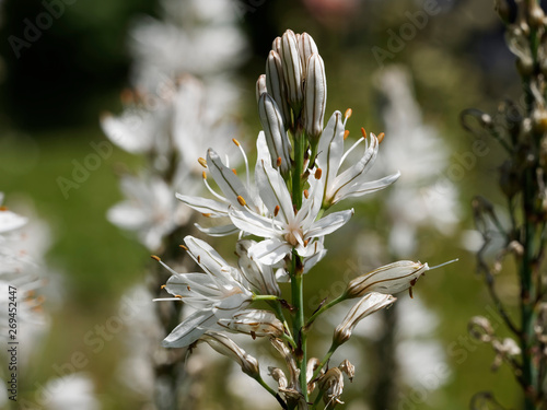 Flower of asphodelus aestivus - Summer asphodel in bloom or common asphodel photo