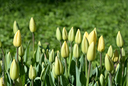 Blossoming tulips closeup.