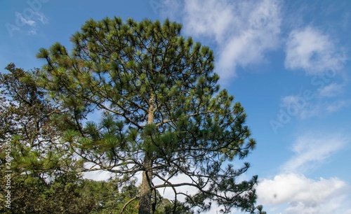 pine type tree with a blue sky