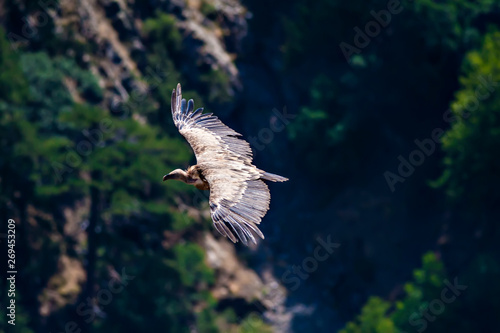 Flying Vulture. Bird: Griffon Vulture. Brown, green nature background. Bird:    Griffon Vulture. Gyps fulvus. Akdag Turkey. photo