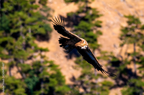 Flying Vulture. Bird: Griffon Vulture. Brown, green nature background. Bird:    Griffon Vulture. Gyps fulvus. Akdag Turkey. photo