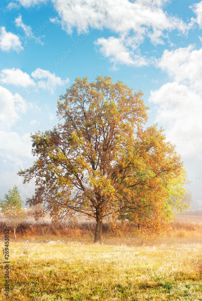 beech trees in the fog at sunrise. grassy meadow. cloud on the blue sky above field with weathered grass in hoarfrost beech trees in the fog at sunrise. grassy meadow. cloud on the blue sky above field with weathered grass in hoarfrost