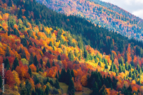 bright autumn scenery in mountains. forest on hills in colorful foliage. sunny evening with cloudy sky