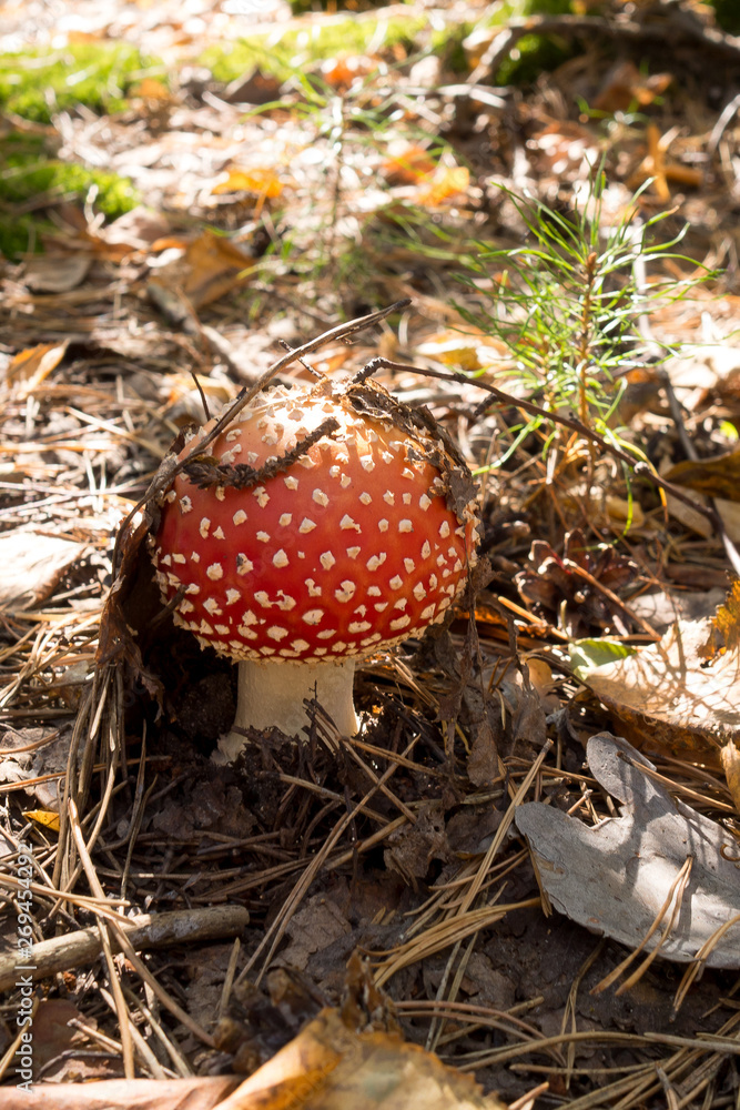 beautiful amanita growing in the sunny autumn forest among the withered foliage. Red hat with white dots under the sprigs of coniferous trees. beautiful amanita growing in the sunny autumn forest among the withered foliage. Red hat with white dots under the sprigs of coniferous trees.