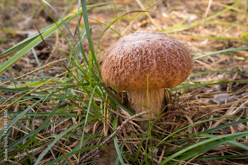 delicious autumn mushroom grows in the forest among the grass