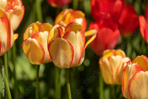 orange tipped yellow tulip flowers  #269454837