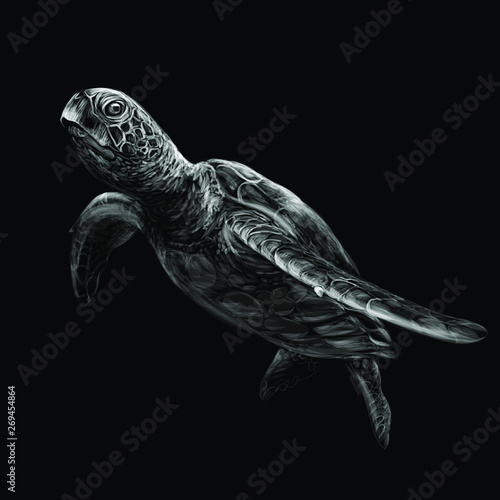  Sea turtle. Realistic, artistic, black and white drawing of a sea turtle on a black background.