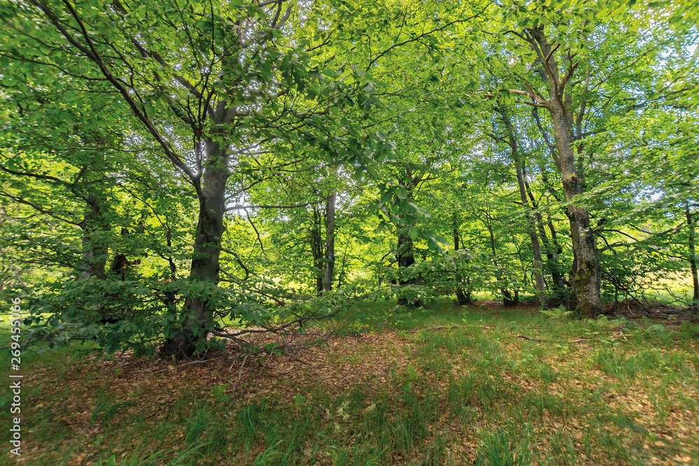 inside the beech forest on a sunny summer day. trees in lush green foliage. beautiful nature background inside the beech forest on a sunny summer day. trees in lush green foliage. beautiful nature background