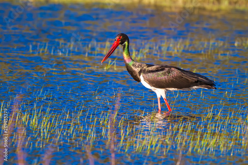 Black Stork. Green blue yellow habitat background. Bird: Black Stork. photo