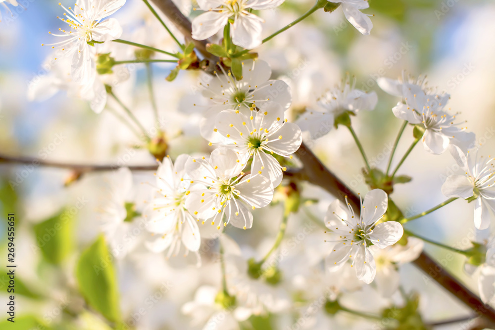  Soft focus branches of cherry blossoms. Nature background 