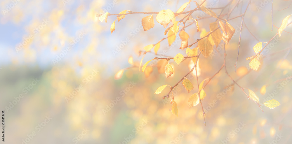 Autumn leaves - panoramic background of yellow leaves falling from tree