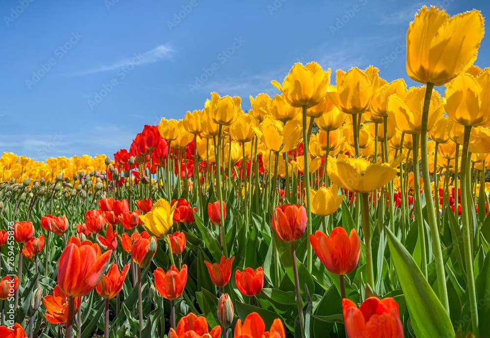colorful tulips colorful tulips