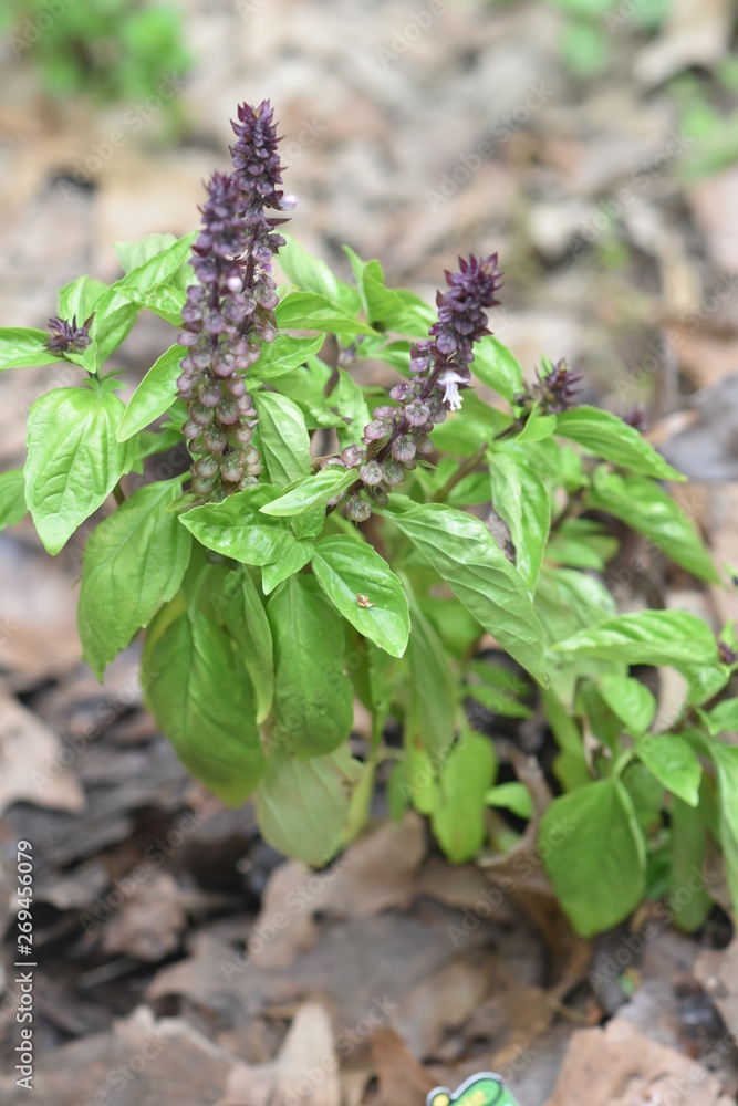 Cinnamon Basil Plants growing in garden Cinnamon Basil Plants growing in garden