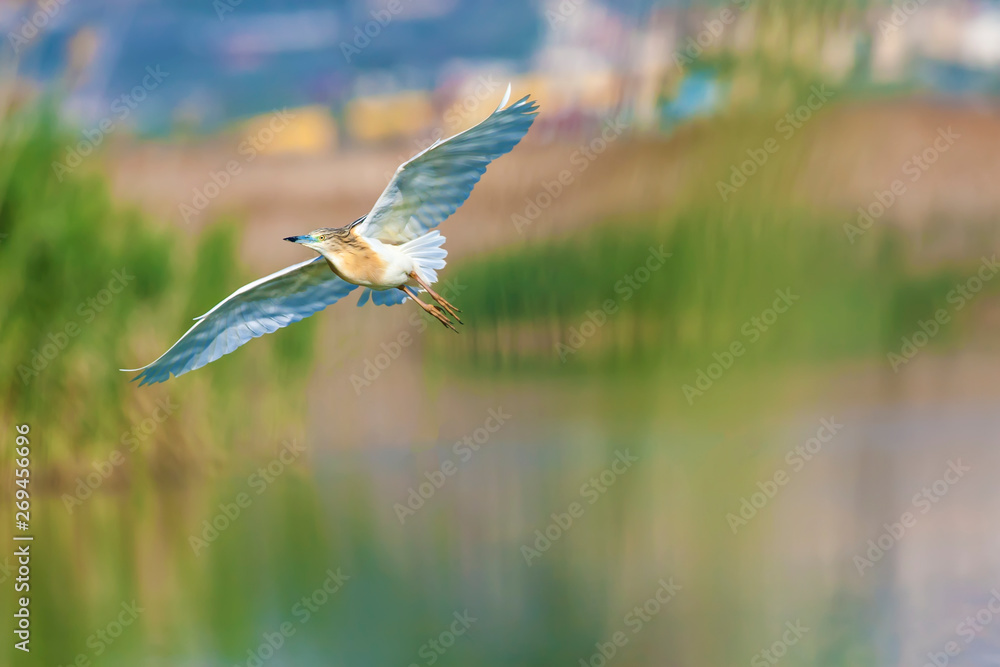 Obraz premium Flying heron. Water background. Bird: Squacco Heron. Ardeola ralloides