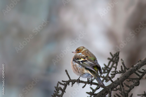 Cute little bird. Bird on branch. Nature background. Chaffinch. photo