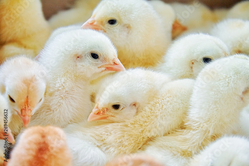 small newborn chickens bask in their enclosure, agricultural farms