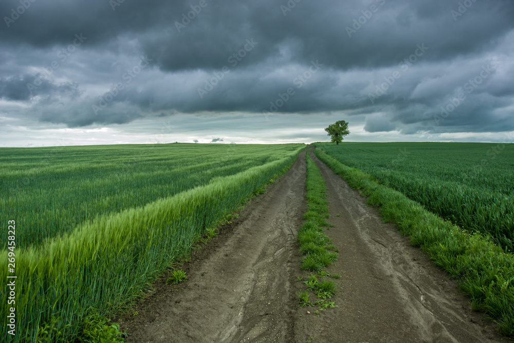 Straight dirt road through a green field of barley, tree and dark rainy clouds Straight dirt road through a green field of barley, tree and dark rainy clouds