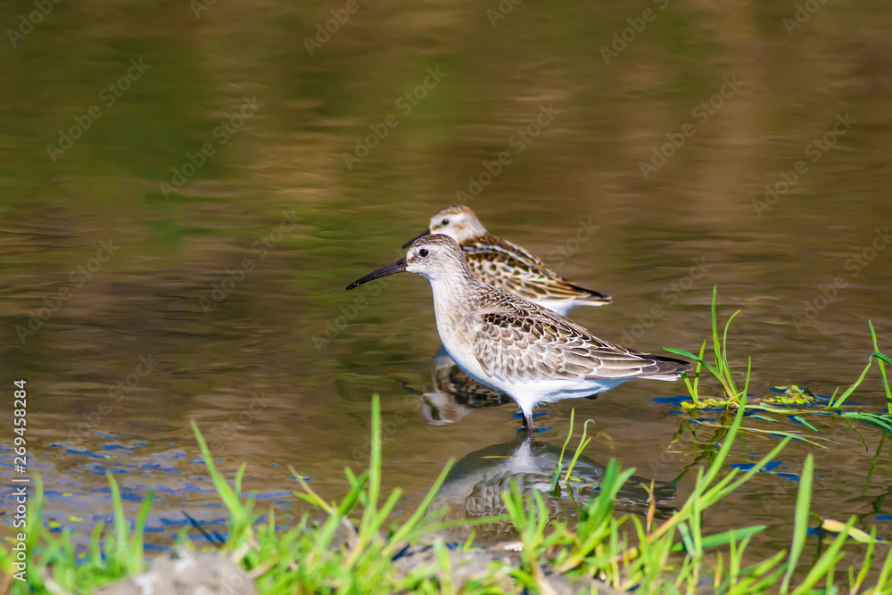 Fototapeta premium Common water birds. Nature background.